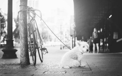 Cykla med hund – detta bör du tänka på